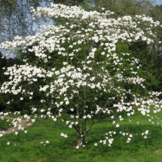 Cornus florida