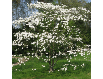 Cornus florida