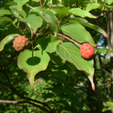 Cornus kousa chinensis