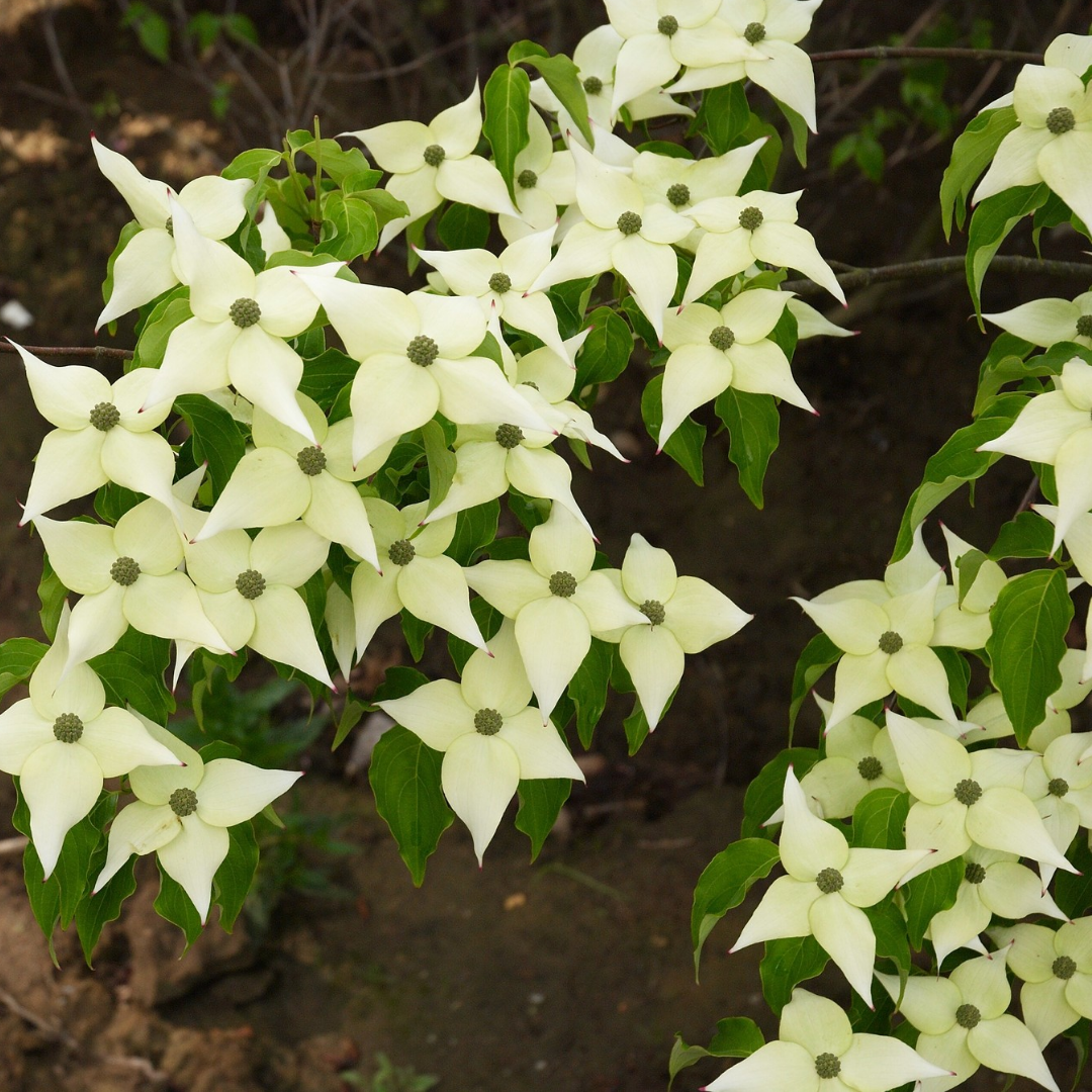 Cornus kousa chinensis