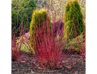 Cornus alba 'Sibirica'