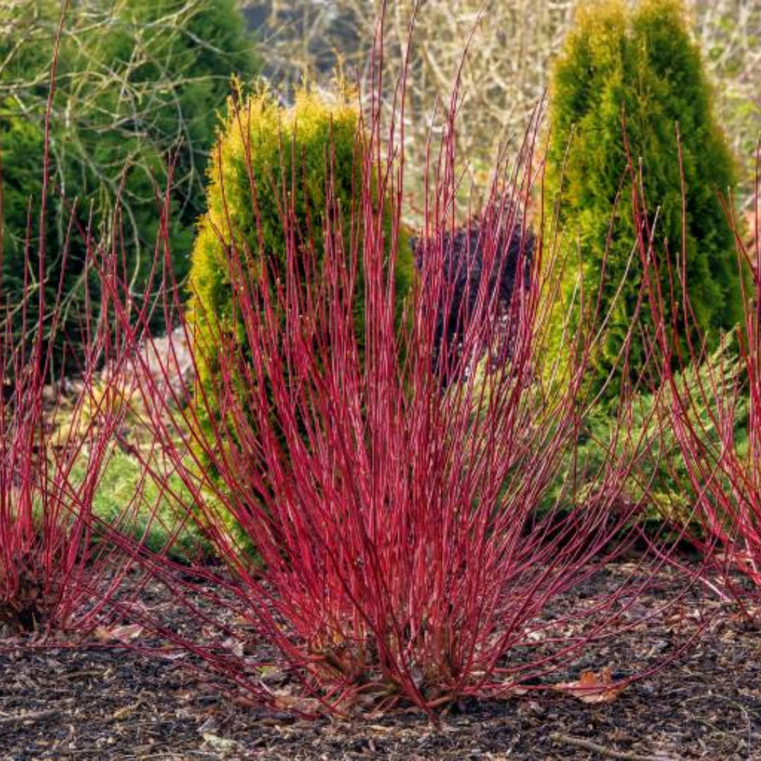 Cornus alba 'Sibirica'