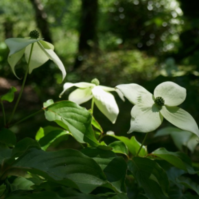 Cornus kousa 'China Girl'