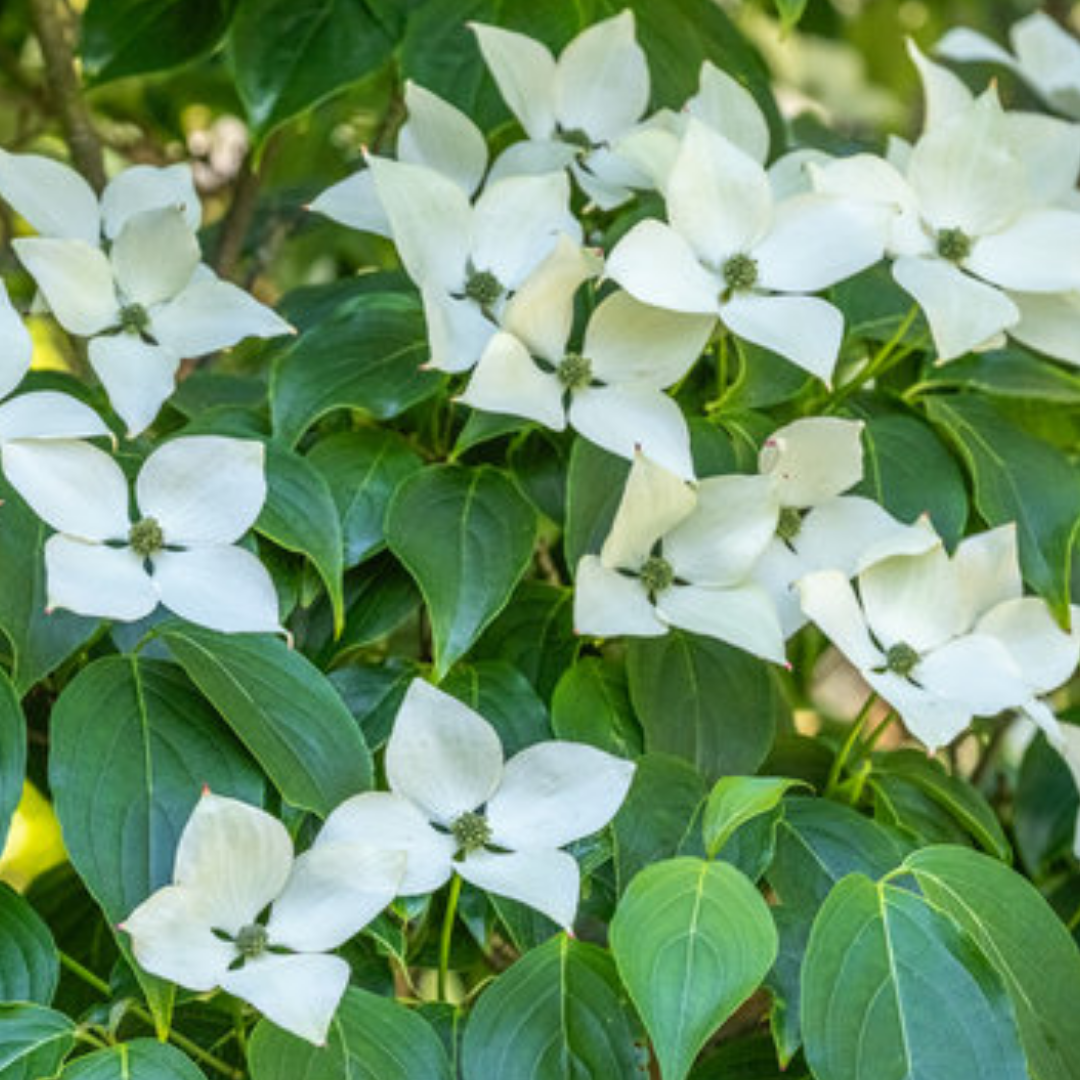 Cornus kousa 'Milky Way'