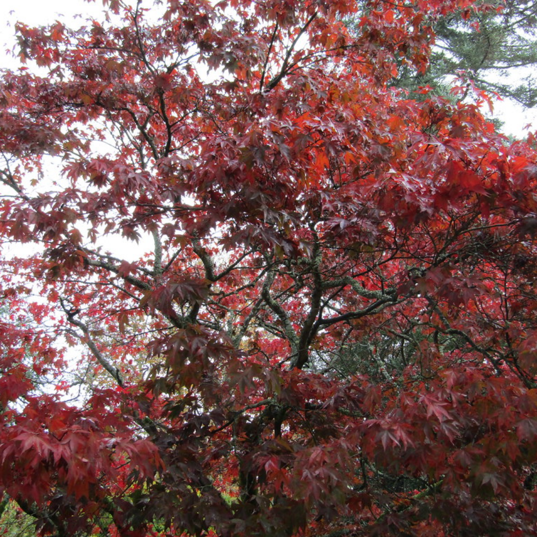 Acer palmatum 'Atropurpureum'