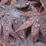 Acer palmatum 'Bloodgood'