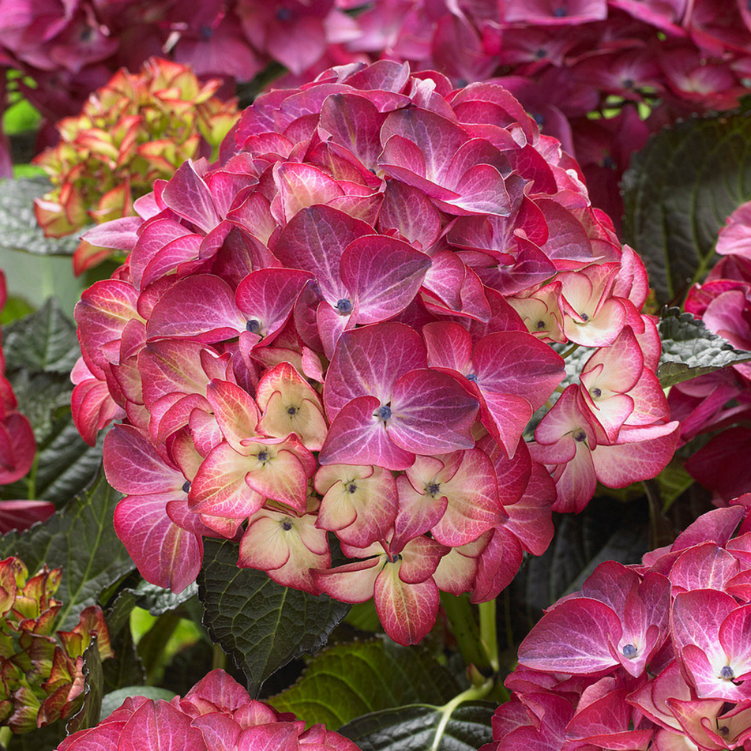 Hydrangea macrophylla 'Red Angel'