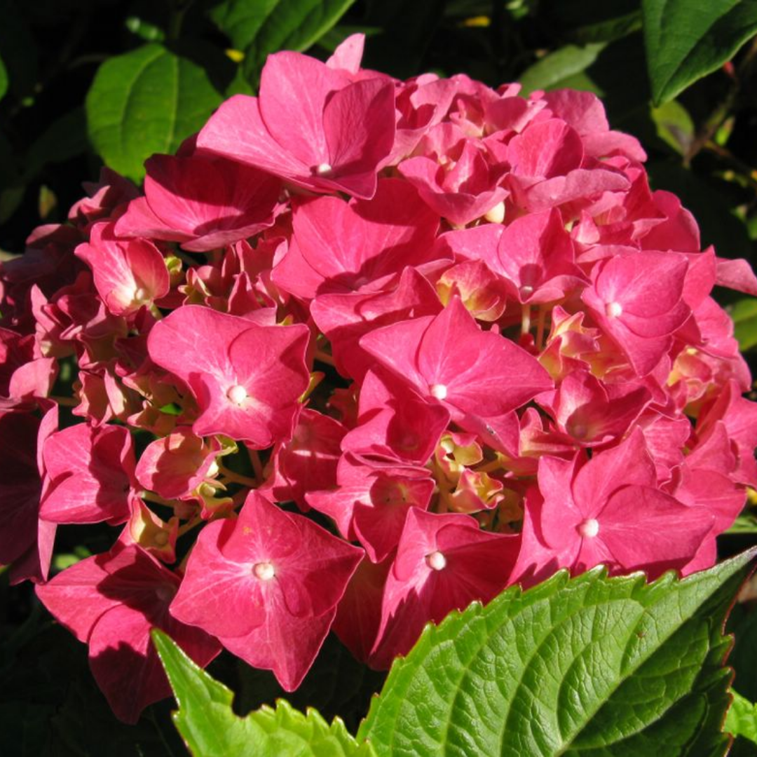 Hydrangea macrophylla 'Alpengluhen'