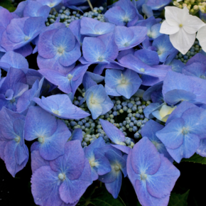 Hydrangea macrophylla 'Blaumeise'
