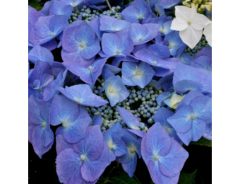 Hydrangea macrophylla 'Blaumeise'