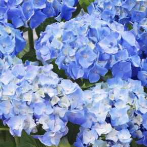 Hydrangea macrophylla 'Little Blue'