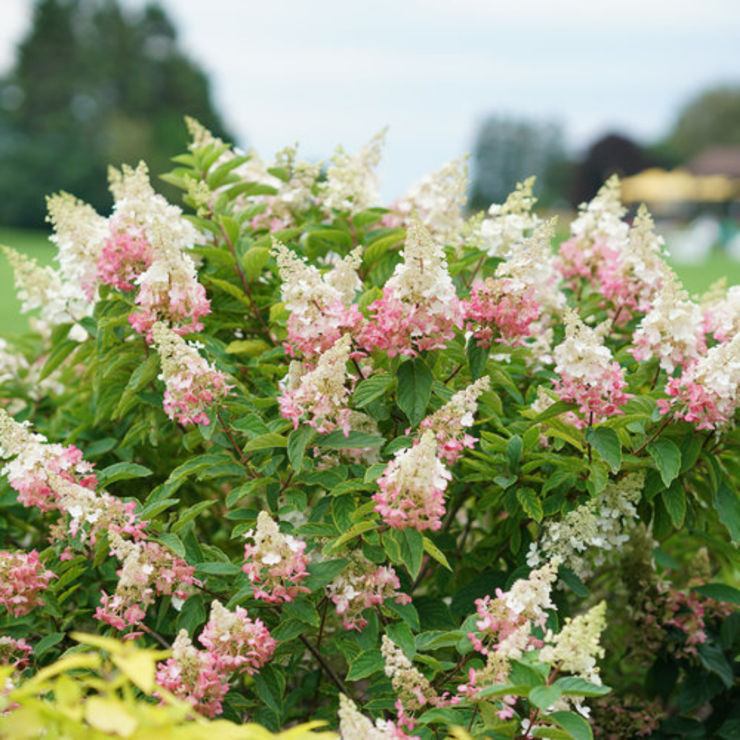 Hydrangea paniculata 'Pinky Winky'