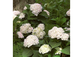 Hydrangea macrophylla 'Little White'