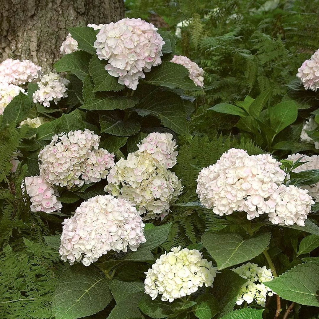 Hydrangea macrophylla 'Little White'