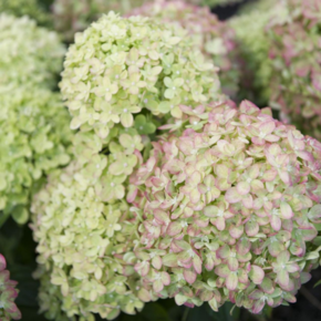 Hydrangea paniculata 'Little Lime'