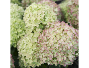 Hydrangea paniculata 'Little Lime'