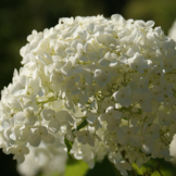 Hydrangea arborescens 'Annabelle'