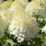 Hydrangea arborescens 'Annabelle'