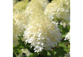 Hydrangea arborescens 'Annabelle'