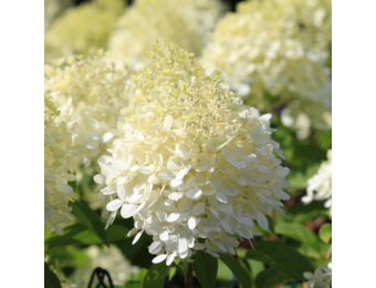 Hydrangea arborescens 'Annabelle'