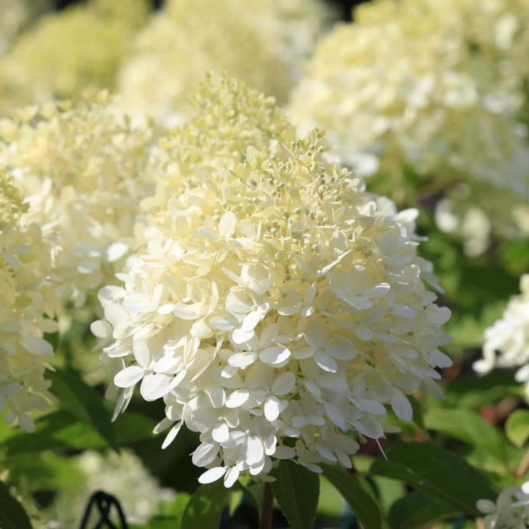 Hydrangea arborescens 'Annabelle'