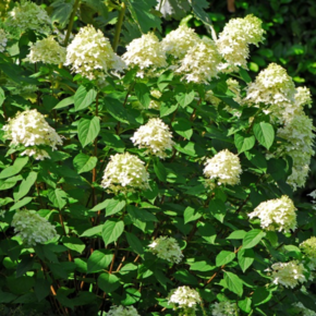 Hydrangea paniculata 'Limelight'