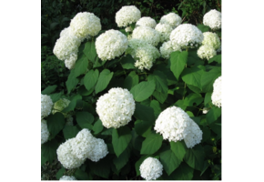 Hortensia 'Strong Annabelle'
