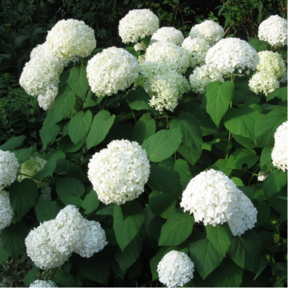 Hortensia 'Strong Annabelle'