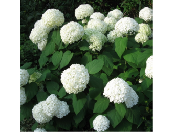 Hortensia 'Strong Annabelle'