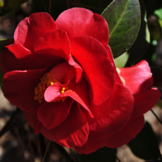 Camellia japonica 'Barbara Morgan'