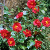 Camellia japonica 'Barbara Morgan'