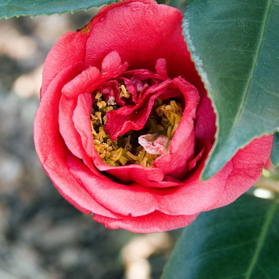 Camellia japonica 'Wheeler'