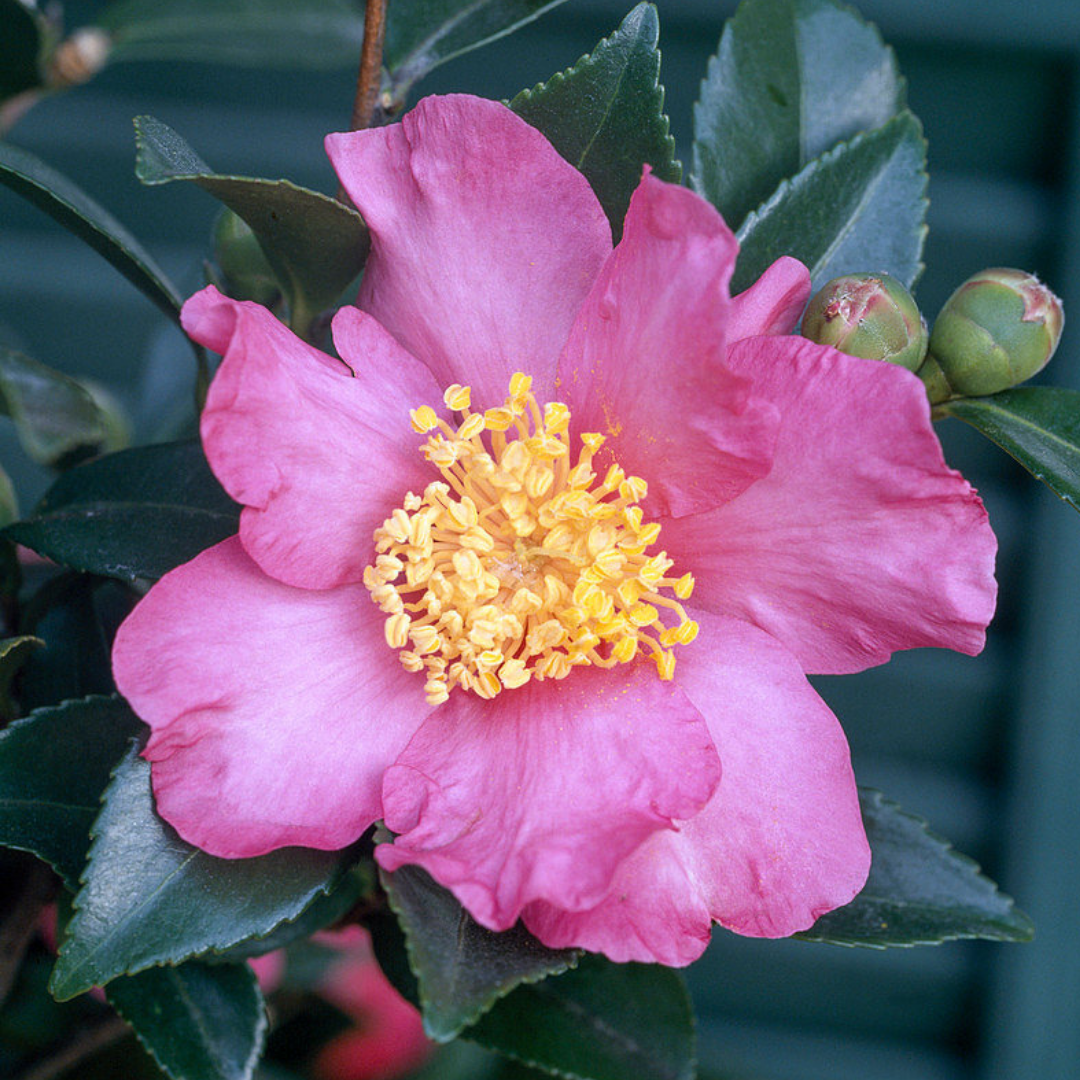 Camellia sasanqua 'Cleopatra'