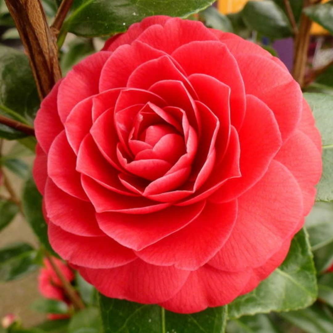 Camellia japonica 'Black Lace'