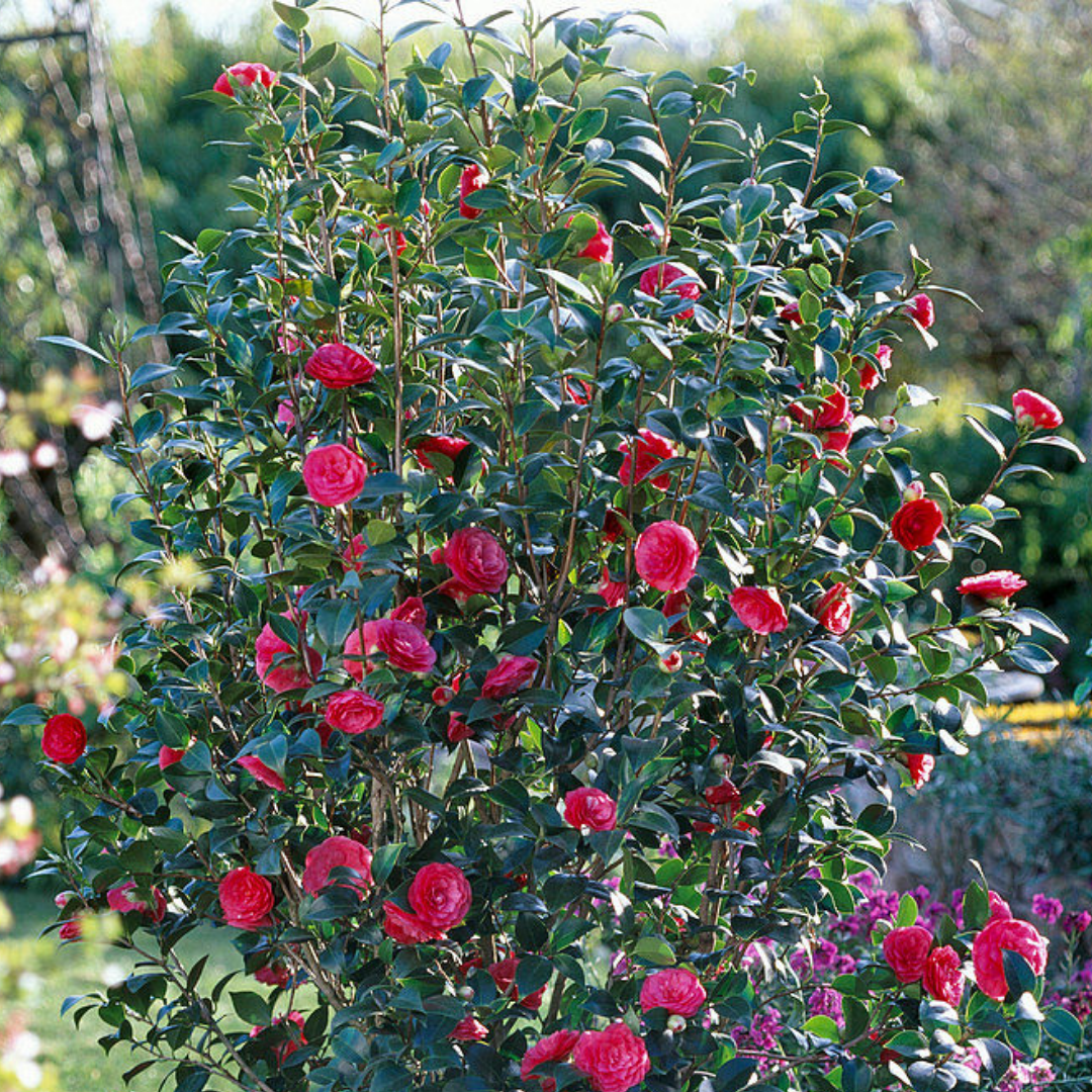 Camellia japonica 'Black Lace'