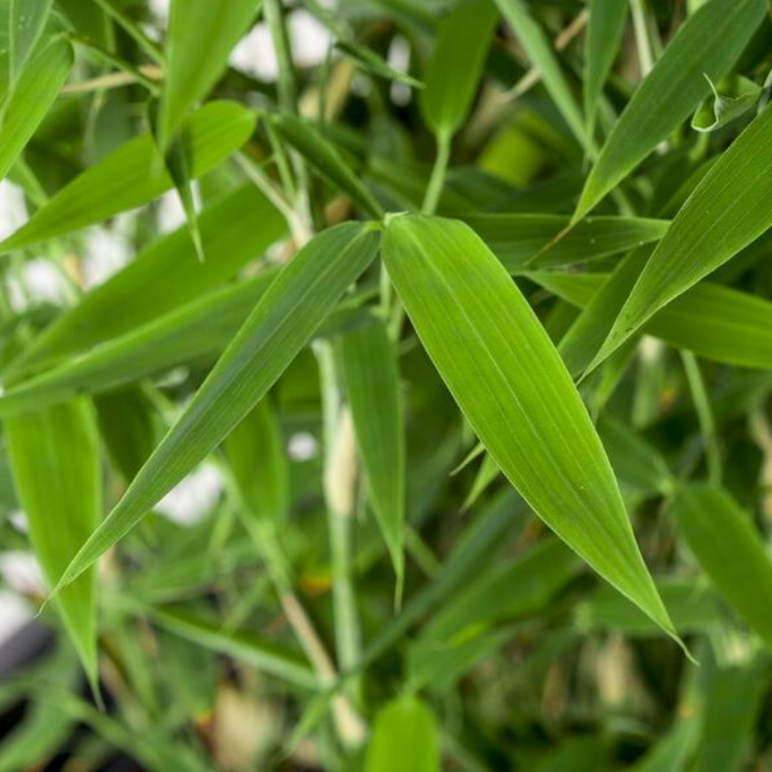 Fargesia murieliae 'Super Jumbo'