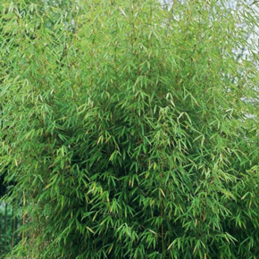 Fargesia robusta 'Campbell'