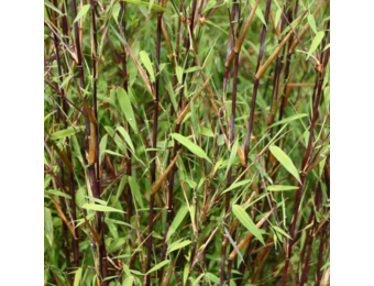 Fargesia 'Jiuzhaigou'