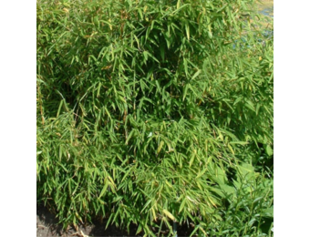 Fargesia murieliae 'Simba'