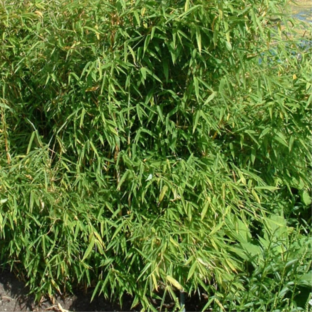 Fargesia murieliae 'Simba'