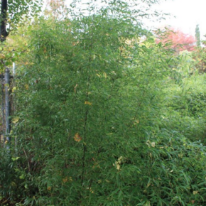 Phyllostachys nigra