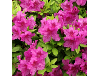Rhododendron Azalea 'Koningsstein'