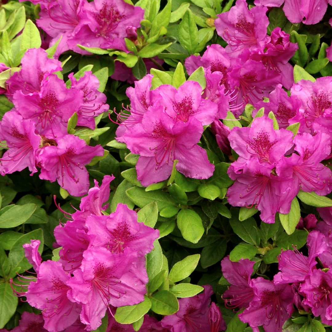 Rhododendron Azalea 'Koningsstein'