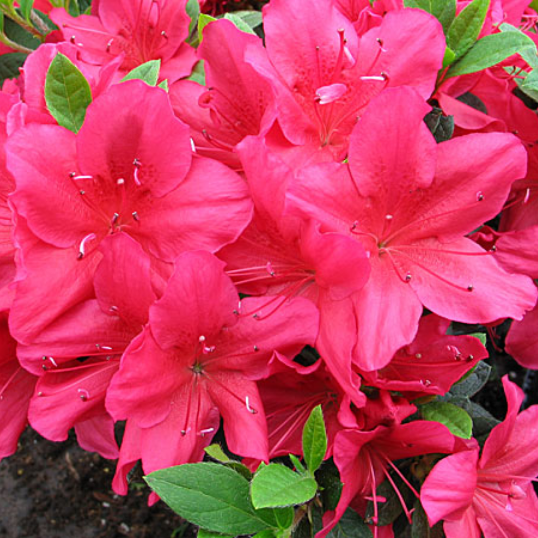 Rhododendron Azalea 'Arabesk'