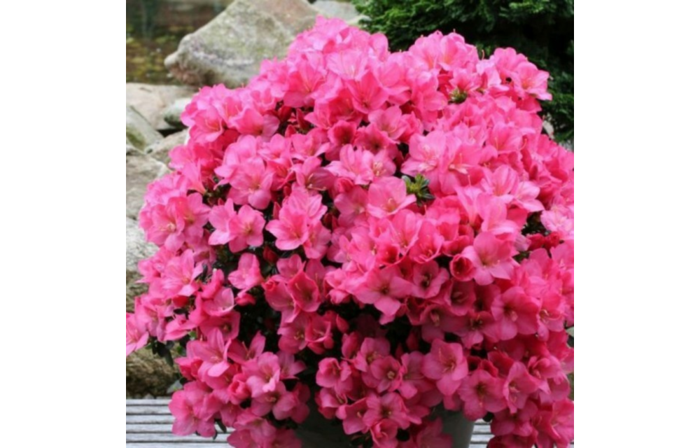Rhododendron Azalea 'Anouk'