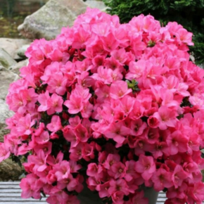 Rhododendron Azalea 'Anouk'
