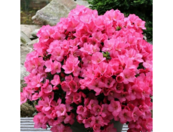 Rhododendron Azalea 'Anouk'