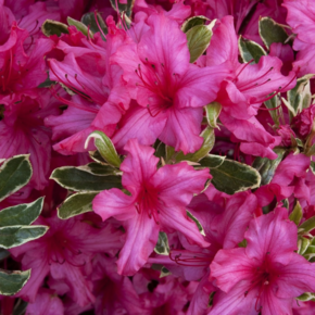 Rhododendron Azalea 'Silver Sword'