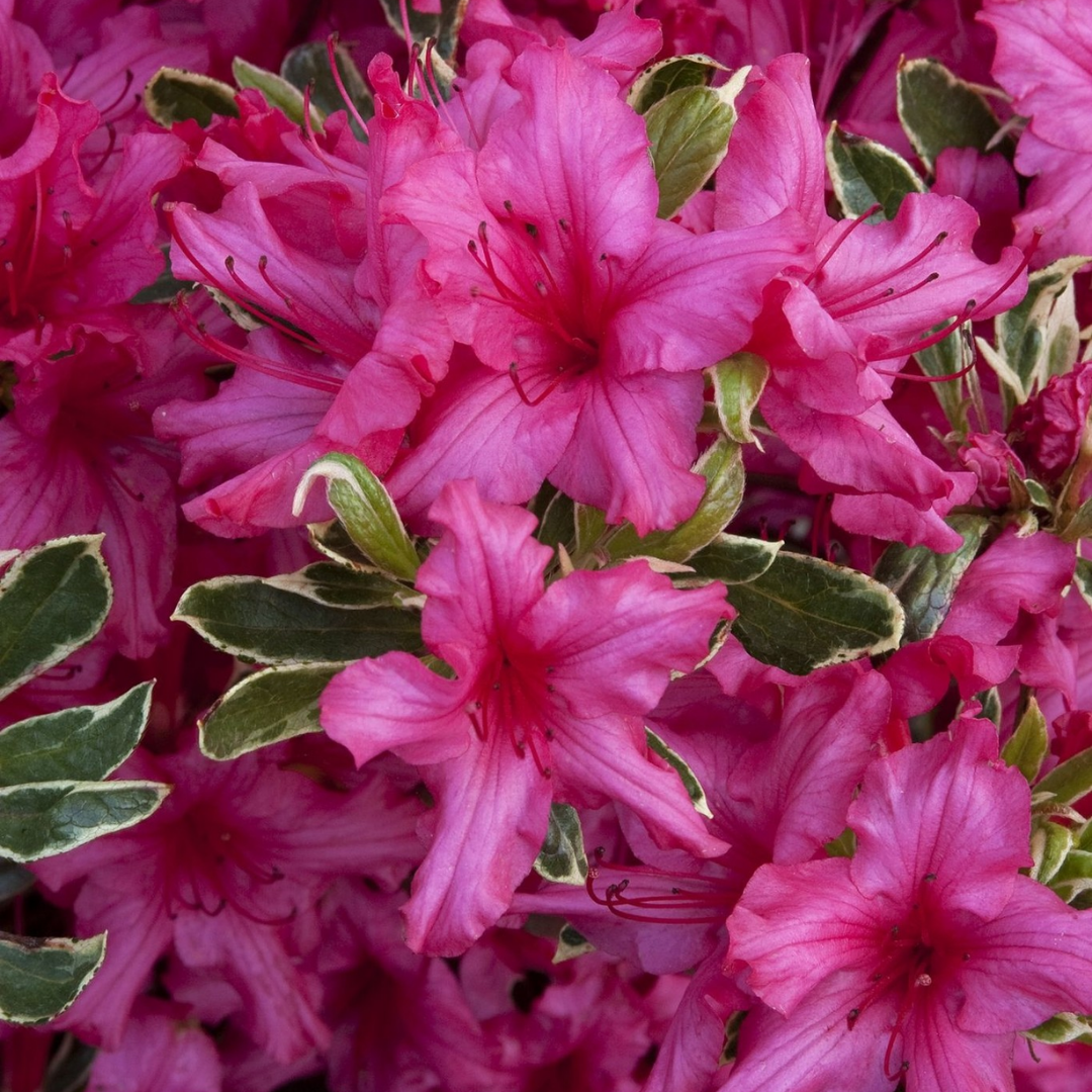 Rhododendron Azalea 'Silver Sword'