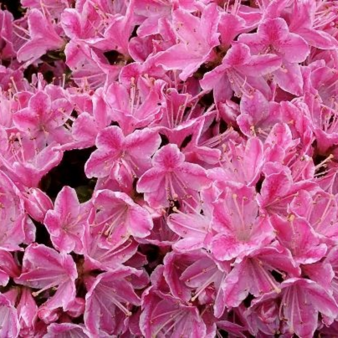 Rhododendron Azalea 'Kermesina Roze'